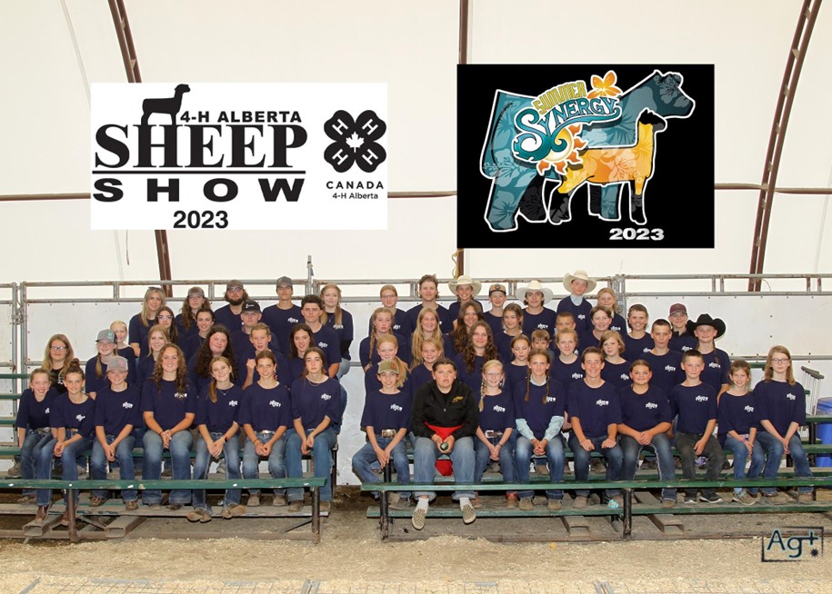 12th Annual Provincial Sheep Show in Olds Celebrates Alberta’s Young Agricultural Talent