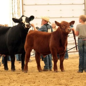 4-H Alberta Beef Heifer Show