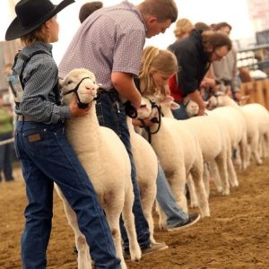 4-H Alberta Sheep Show